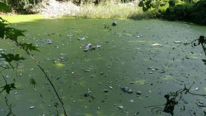 雄安新區(qū)安新縣二標(biāo)段1號坑塘治理進(jìn)度【重點(diǎn)納污坑塘綜合整治項(xiàng)目】